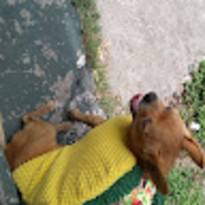 Meet your Posher, Wesley